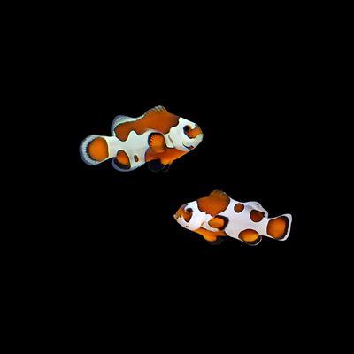 Orange Storm Clownfish (Ocellaris Sp.)