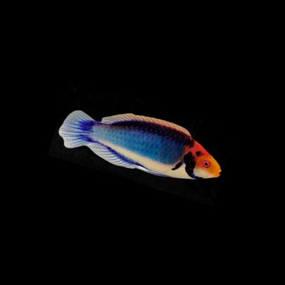 Solon Fairy Wrasse (Cirrhilabrus Solorensis)