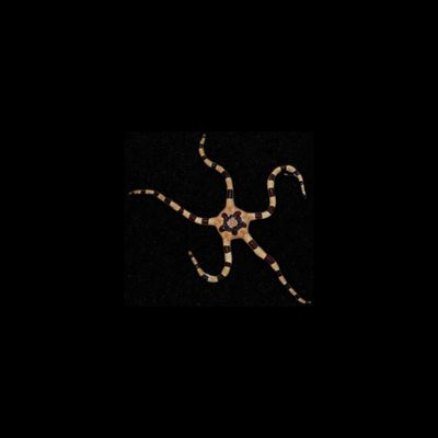 Banded Brittle Star (Ophiolepis Superba)