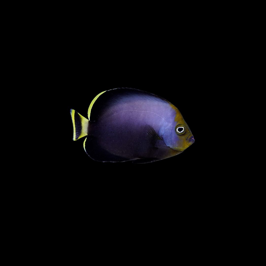 Black Velvet Angelfish (Chaetodontoplus Melanosoma)