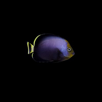 Black Velvet Angelfish (Chaetodontoplus Melanosoma)
