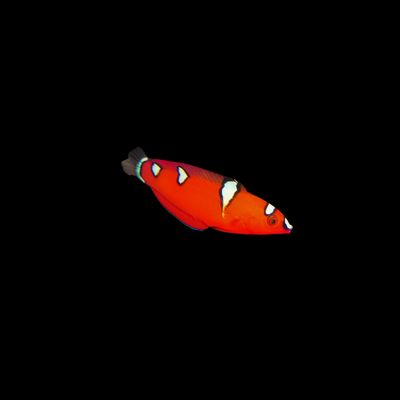 Red Coris Wrasse (Coris Gaimard)