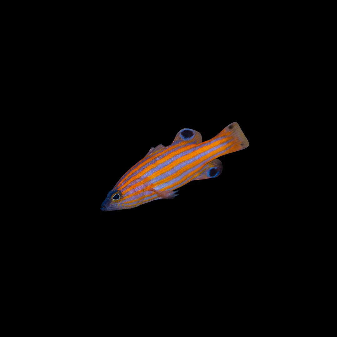 Swales Swissguard Basslet (Liopropoma swalesi)