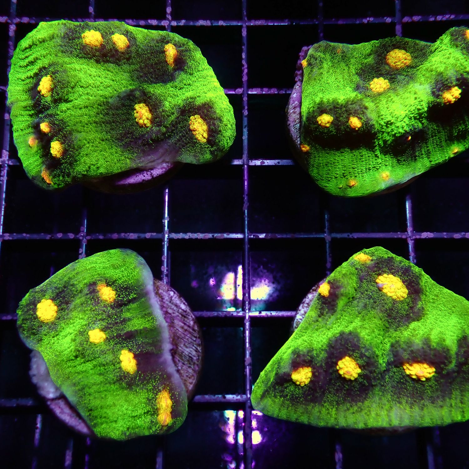 Raja Rampage Chalice Frag (Echinophyllia Aspera)