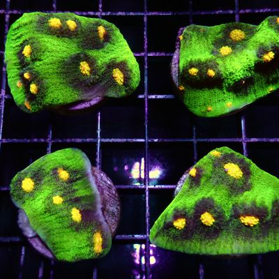 Raja Rampage Chalice Frag (Echinophyllia Aspera)