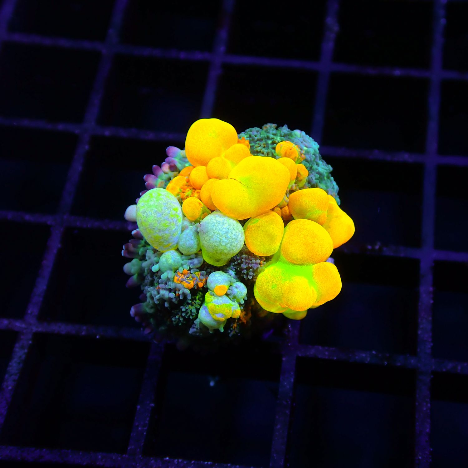 OG Bounce - WYSIWG 1 (Rhodactis Spp.)