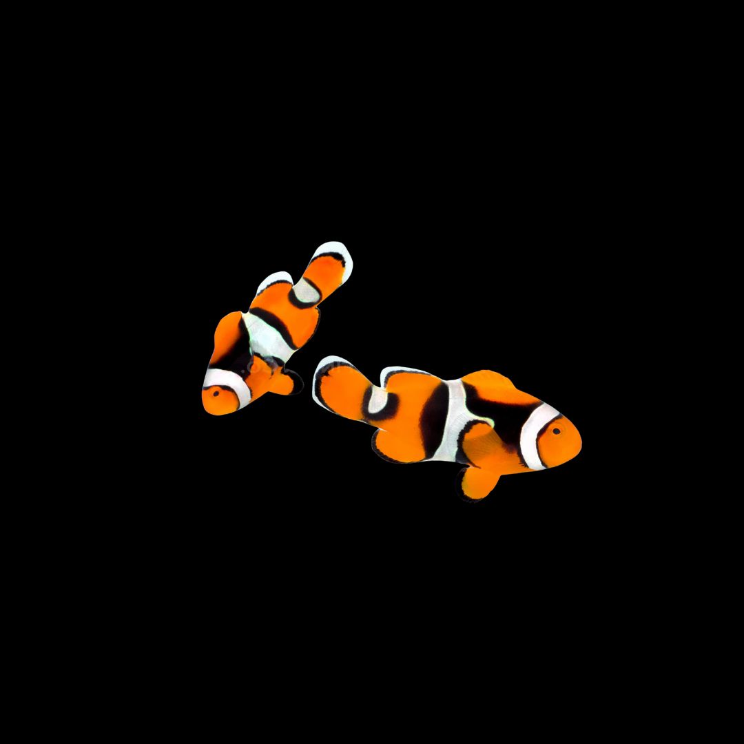 Half Black True Percula Clownfish (Amphiprion Percula)