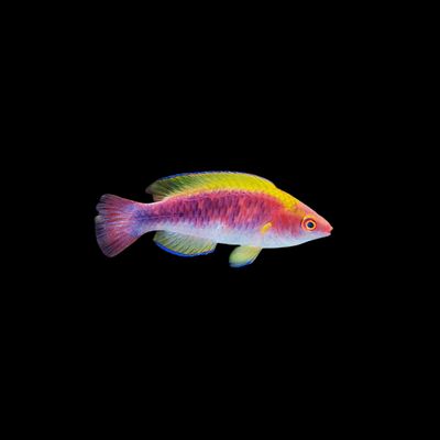 Lubbocks Fairy Wrasse  Indo (Cirrhilabrus cf Lubbocki)