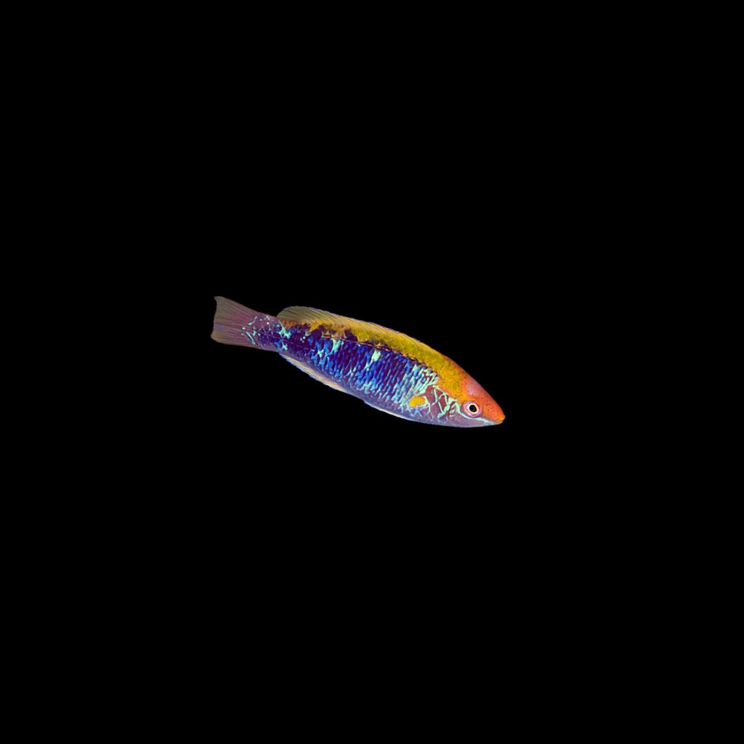 Lubbocks Fairy Wrasse  Indo (Cirrhilabrus cf Lubbocki)