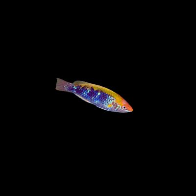 Lubbocks Fairy Wrasse  Indo (Cirrhilabrus cf Lubbocki)