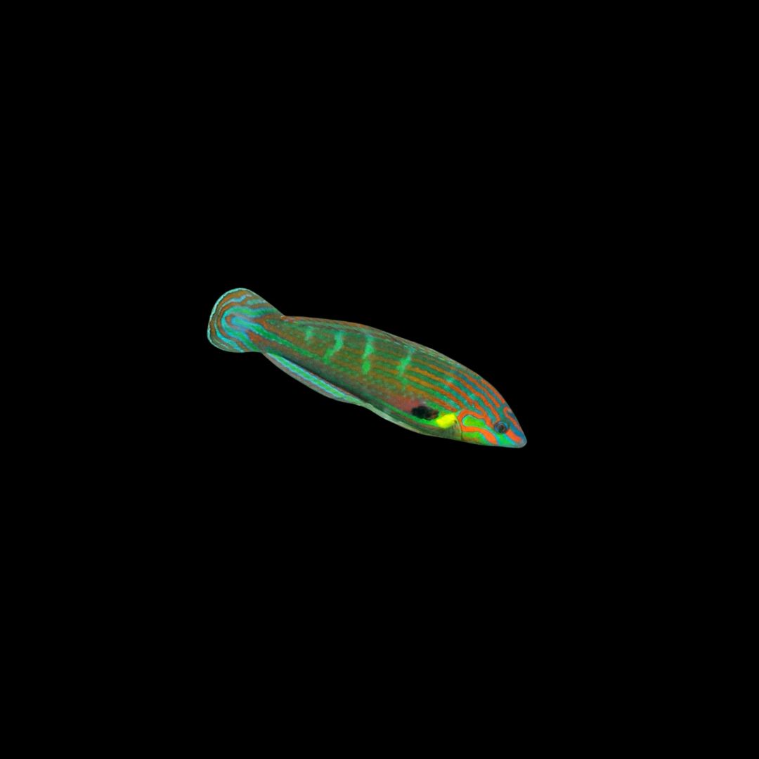 Melanurus Wrasse (Halichoeres Melanurus)