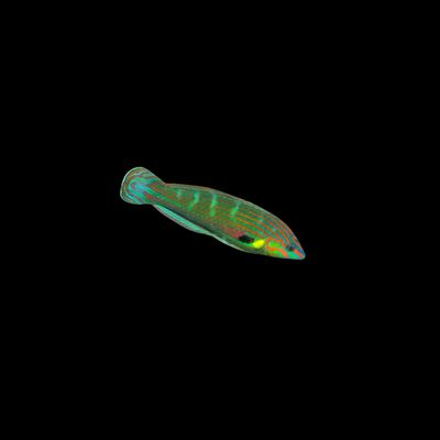 Melanurus Wrasse (Halichoeres Melanurus)