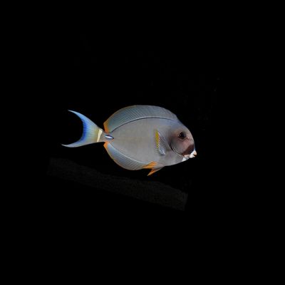 White-spine Surgeonfish (Acanthurus Leucocheilus)