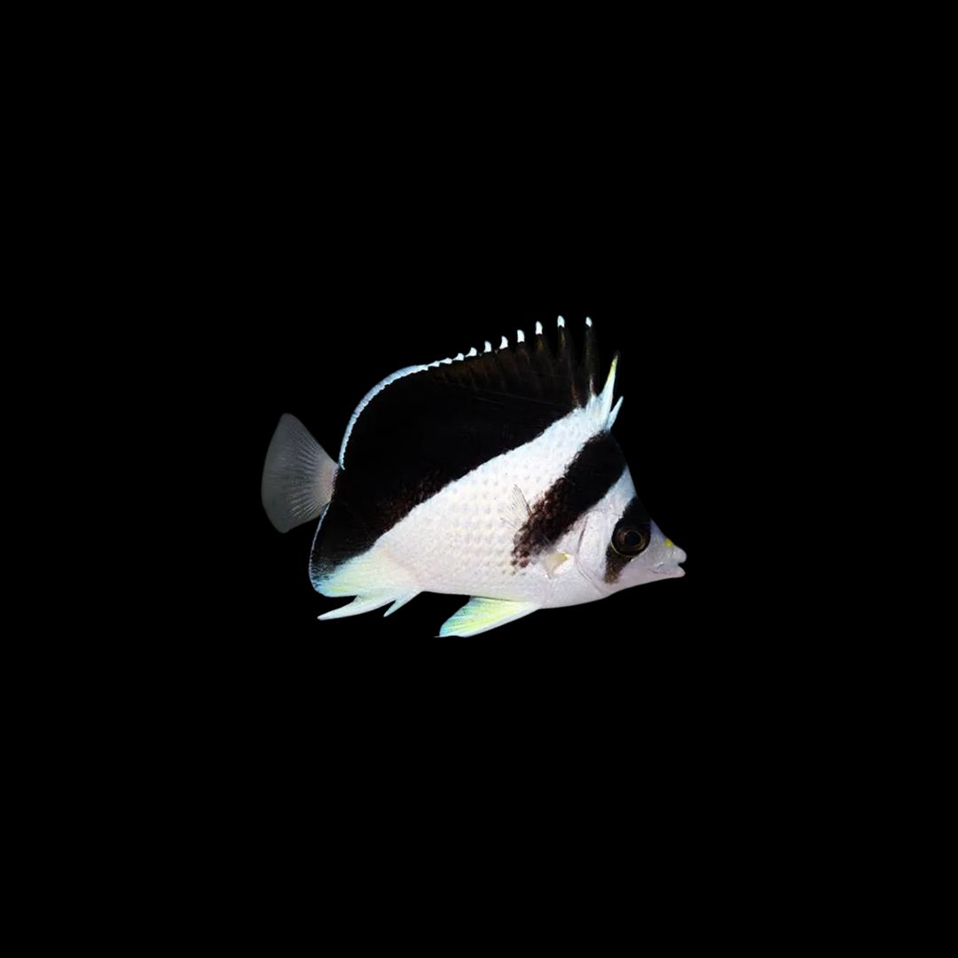 Burgess Butterflyfish (Chaetodon Burgessi)