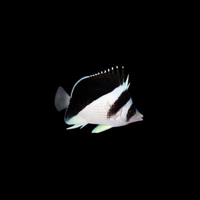 Burgess Butterflyfish (Chaetodon Burgessi)