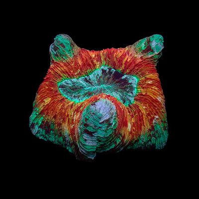 Wellso folded Brain Coral 11  (Trachyphyllia Radiata)