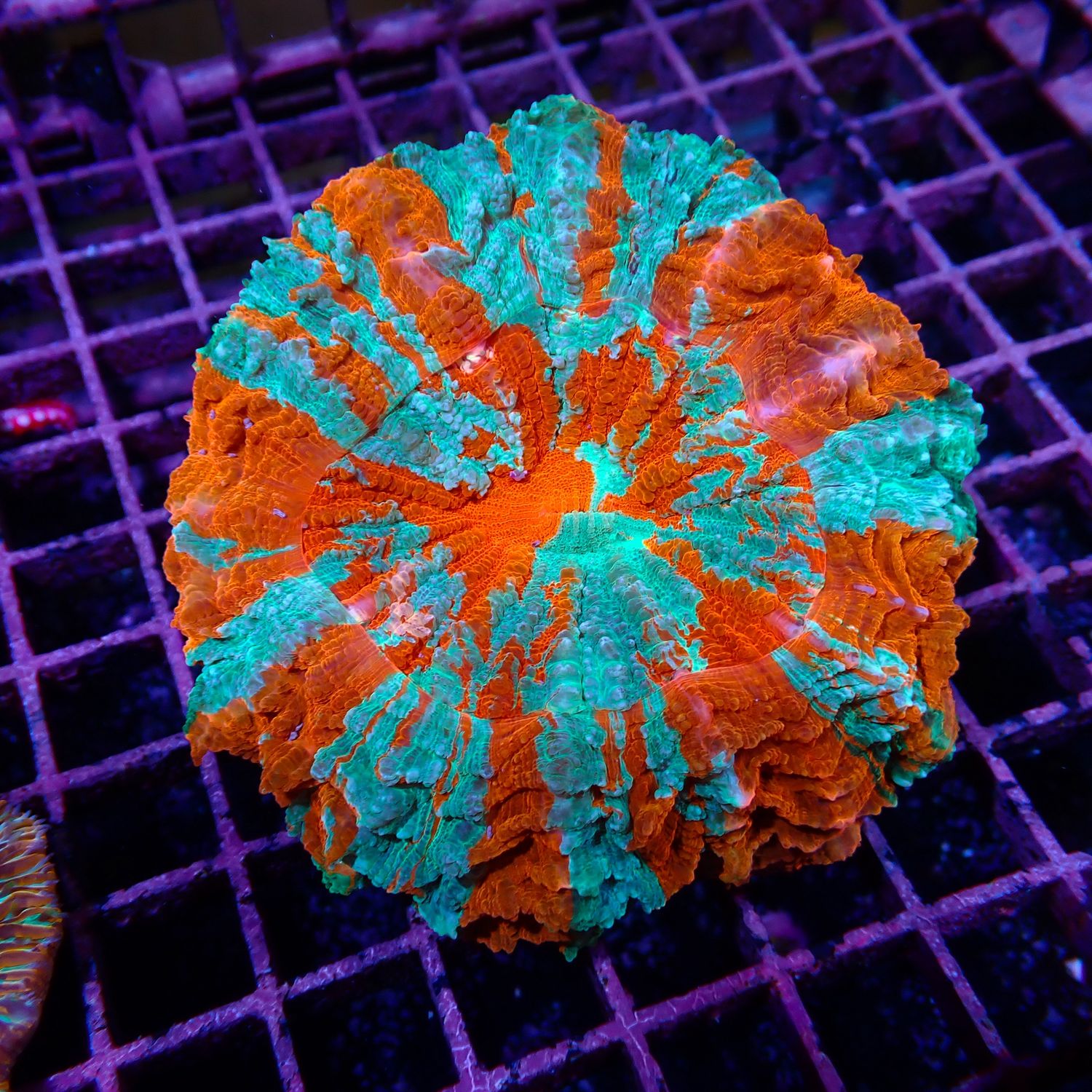 Rainbow Acantho 1  (Acanthophylia Deshayesiana)