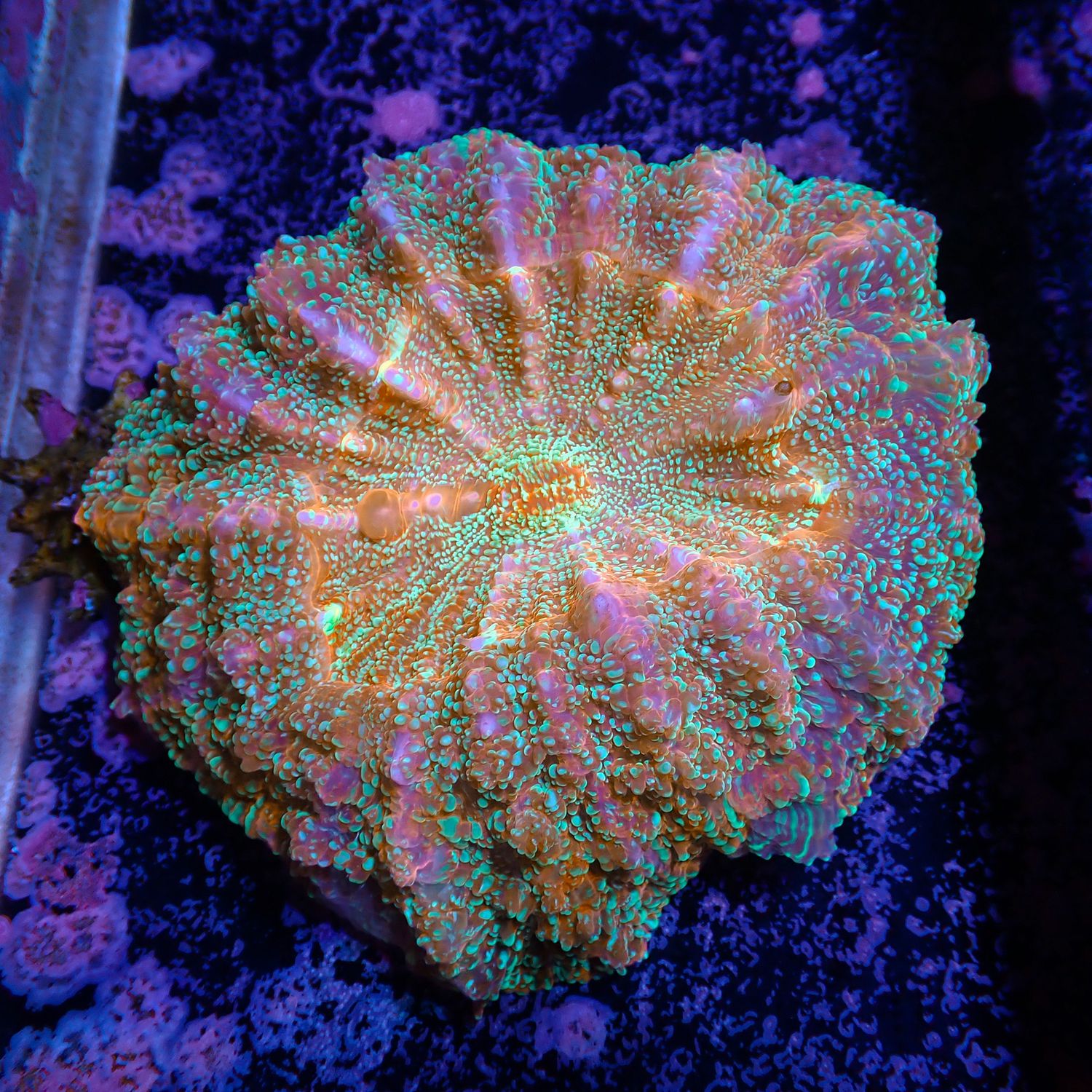 Rainbow Acantho 2  (Acanthophylia Deshayesiana)