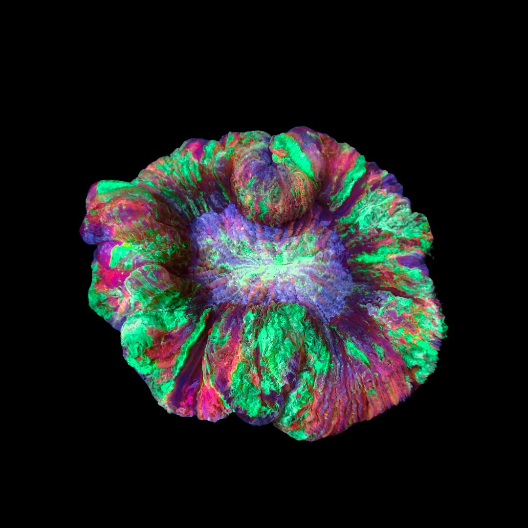 Rainbow Folded Brain - Ultra Rainbow 4 (Trachyphyllia Radiata)