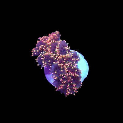 Rasta Elegance Coral (Cataphyllia Jardinei)