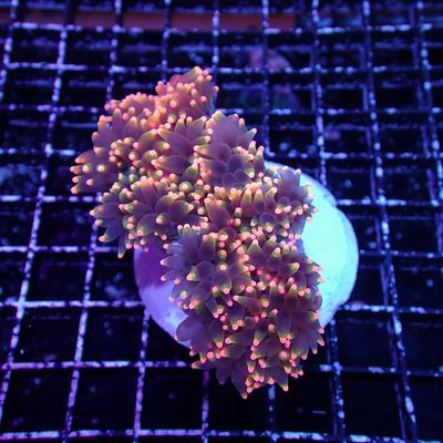 Rasta Elegance Coral (Cataphyllia Jardinei)