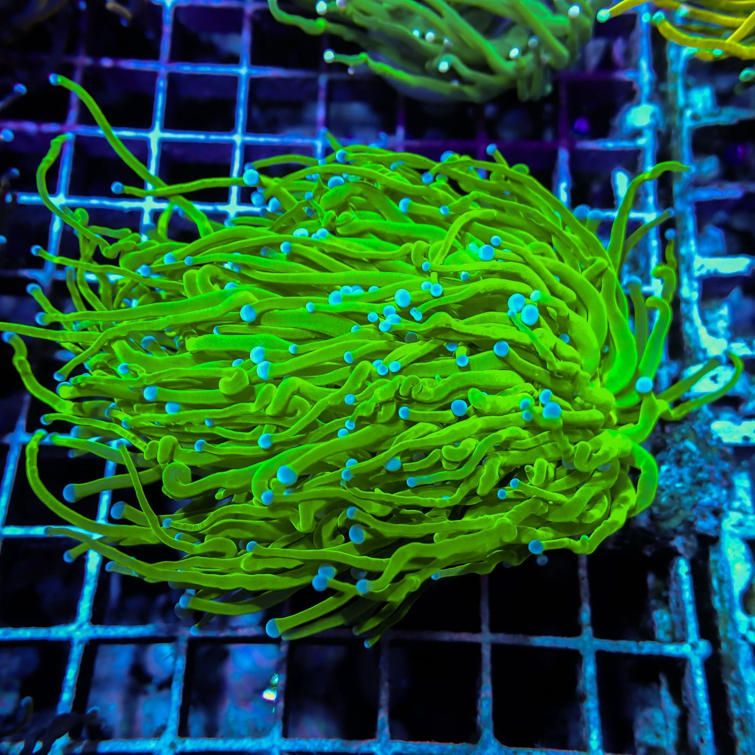 Holy Grail Torch - 1-3 Head Frags (Euphyllia Glabrescens)