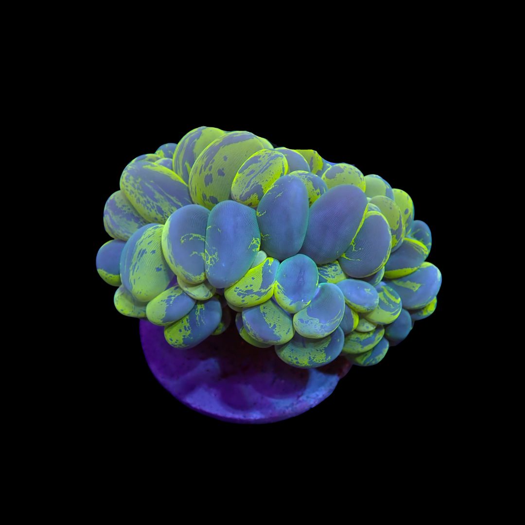 Yellow Bubble Coral (Plerogyra Sinuosa)