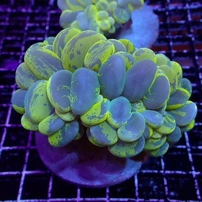 Yellow Bubble Coral (Plerogyra Sinuosa)