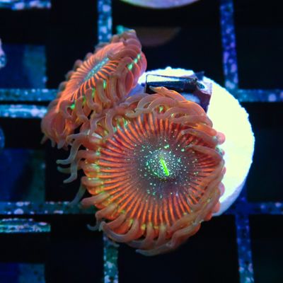 Red Magician Zoa 6-7 Heads (Zoanthus Spp.)
