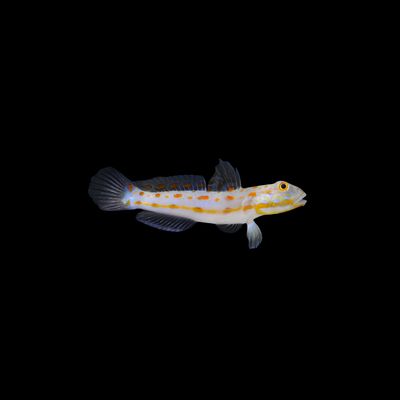 Diamond Watchman Goby (Valenciena Puellaris)
