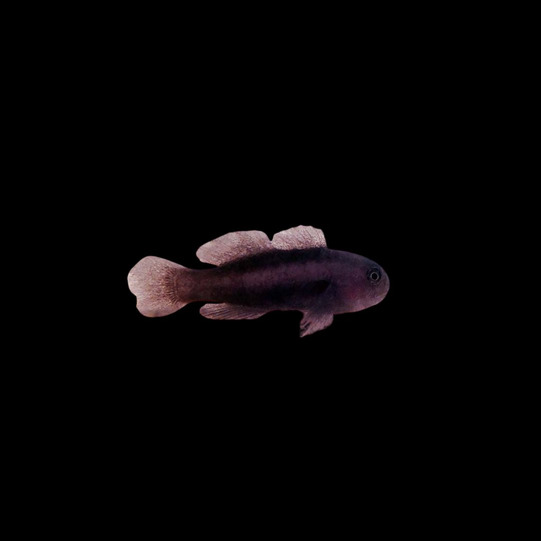 Black Coral Goby (Gobiodon Ceramensis)