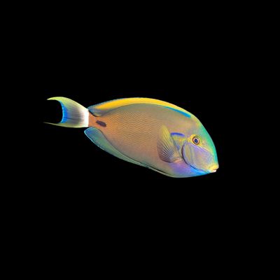 Fowleri Tang (Acanthurus Fowleri)