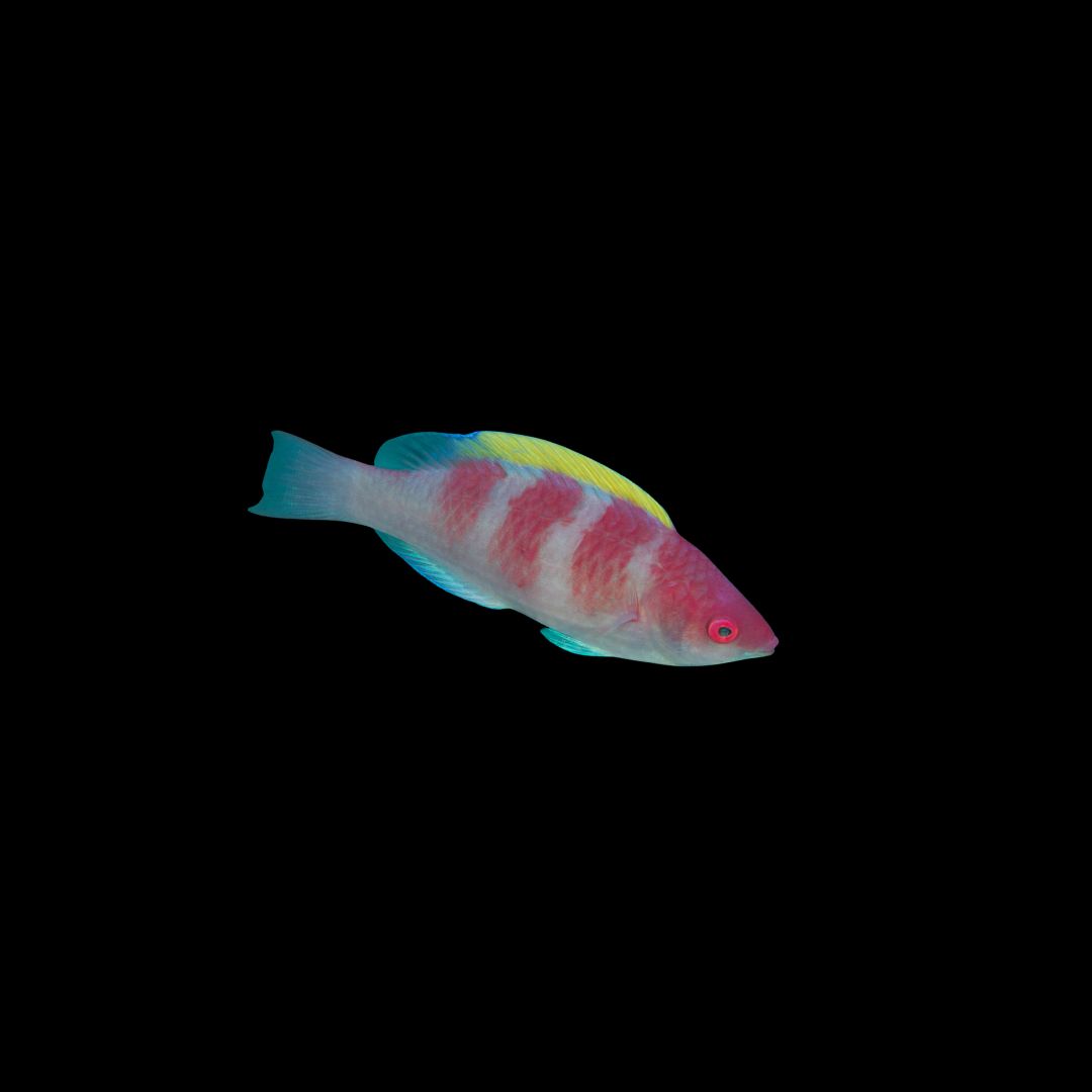 Yellow Fin Fairy Wrasse (Cirrhilabrus Flavidorsalis)