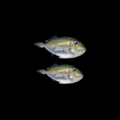 Goldenback Trigger (Xanthichthys Caeruleolineatus)
