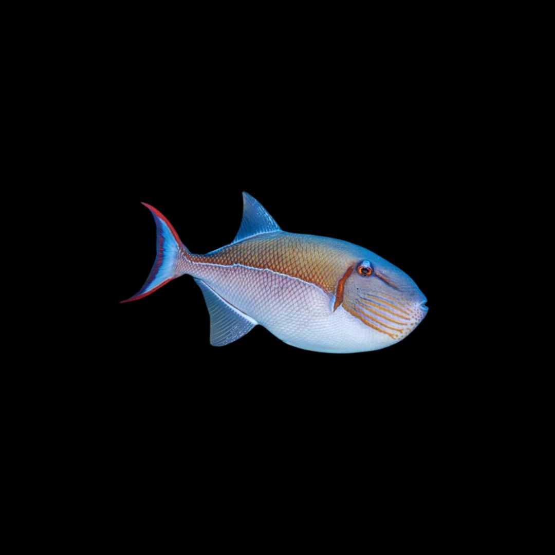 Goldenback Trigger (Xanthichthys Caeruleolineatus)