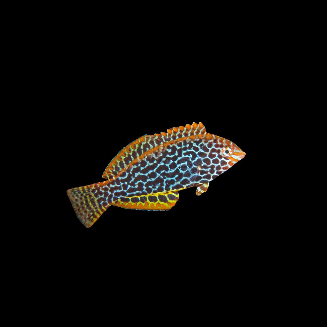 Green Leopard Wrasse (Macropharyngodon Meleagris)