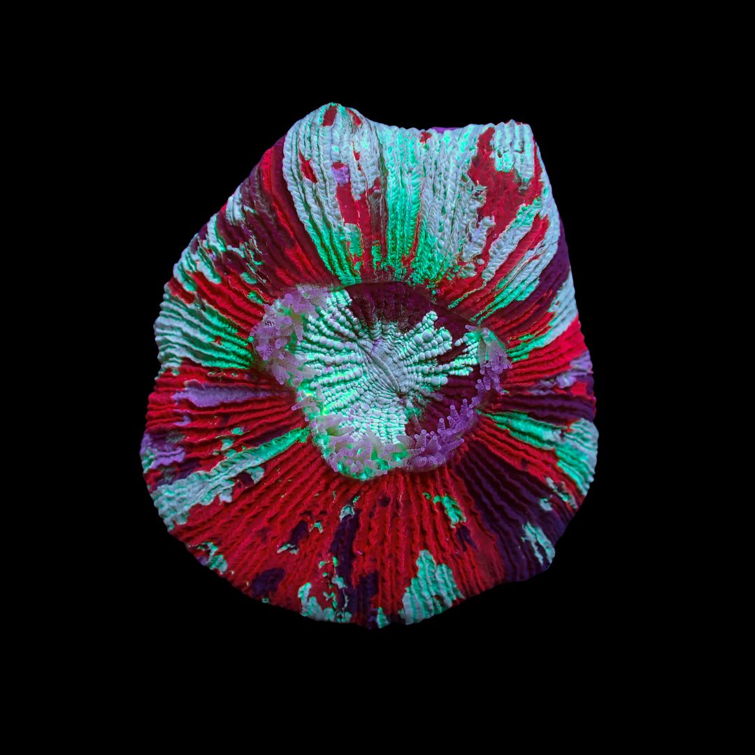 Wellso Folded Brain 5 (Trachyphyllia Radiata)