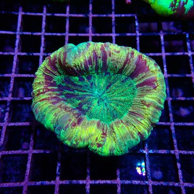 Wellso Folded Brain Coral 5 (Trachyphyllia Radiata)