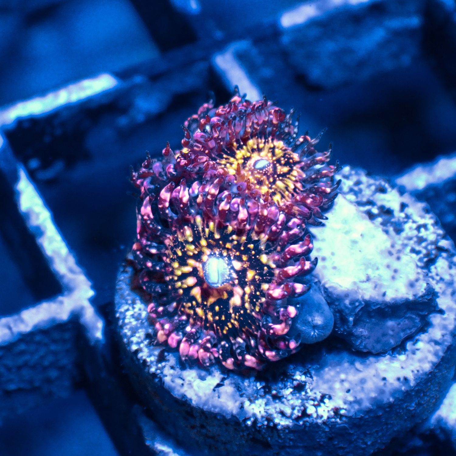JF Frankies Acid Trip - 2-3 Head Frags (Zoanthid Spp.)