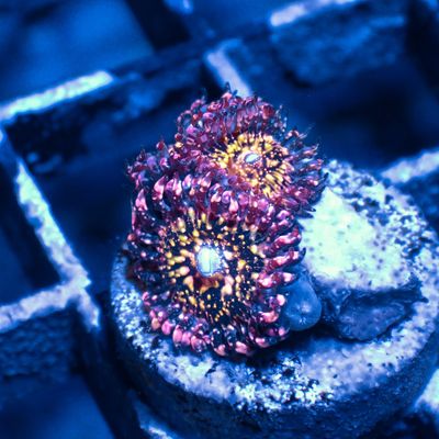 JF Frankies Acid Trip - 2-3 Head Frags (Zoanthid Spp.)
