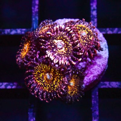 JF Frankies Acid Trip - 2-3 Head Frags (Zoanthid Spp.)