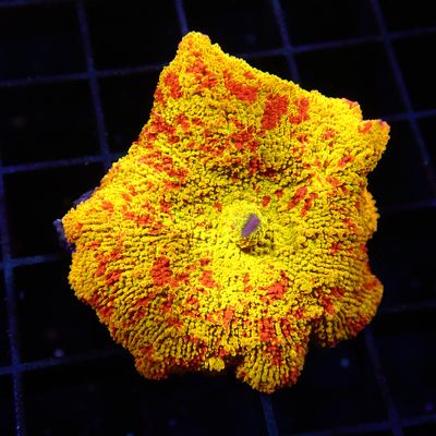 Ultra Jawbreaker Mushroom 1 (Discosoma Spp.)