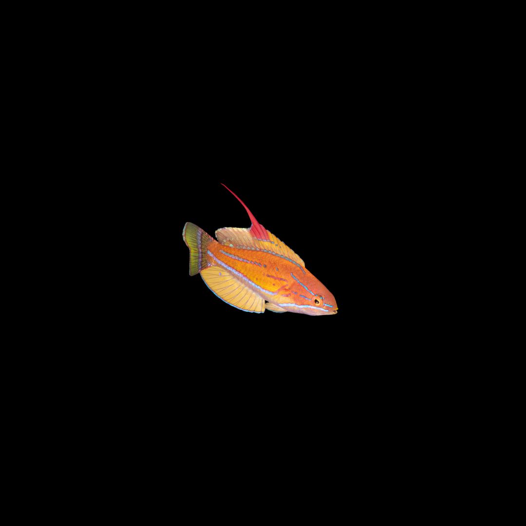 Yellowfin Flasher Wrasse (Paracheilinus Flavianalis)