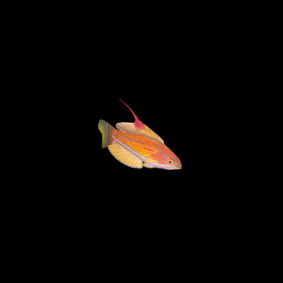 Yellowfin Flasher Wrasse (Paracheilinus Flavianalis)
