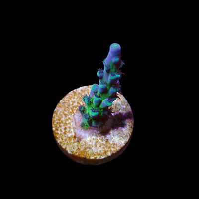 Miyagi Tort - Frag (Acropora Tortuosa)