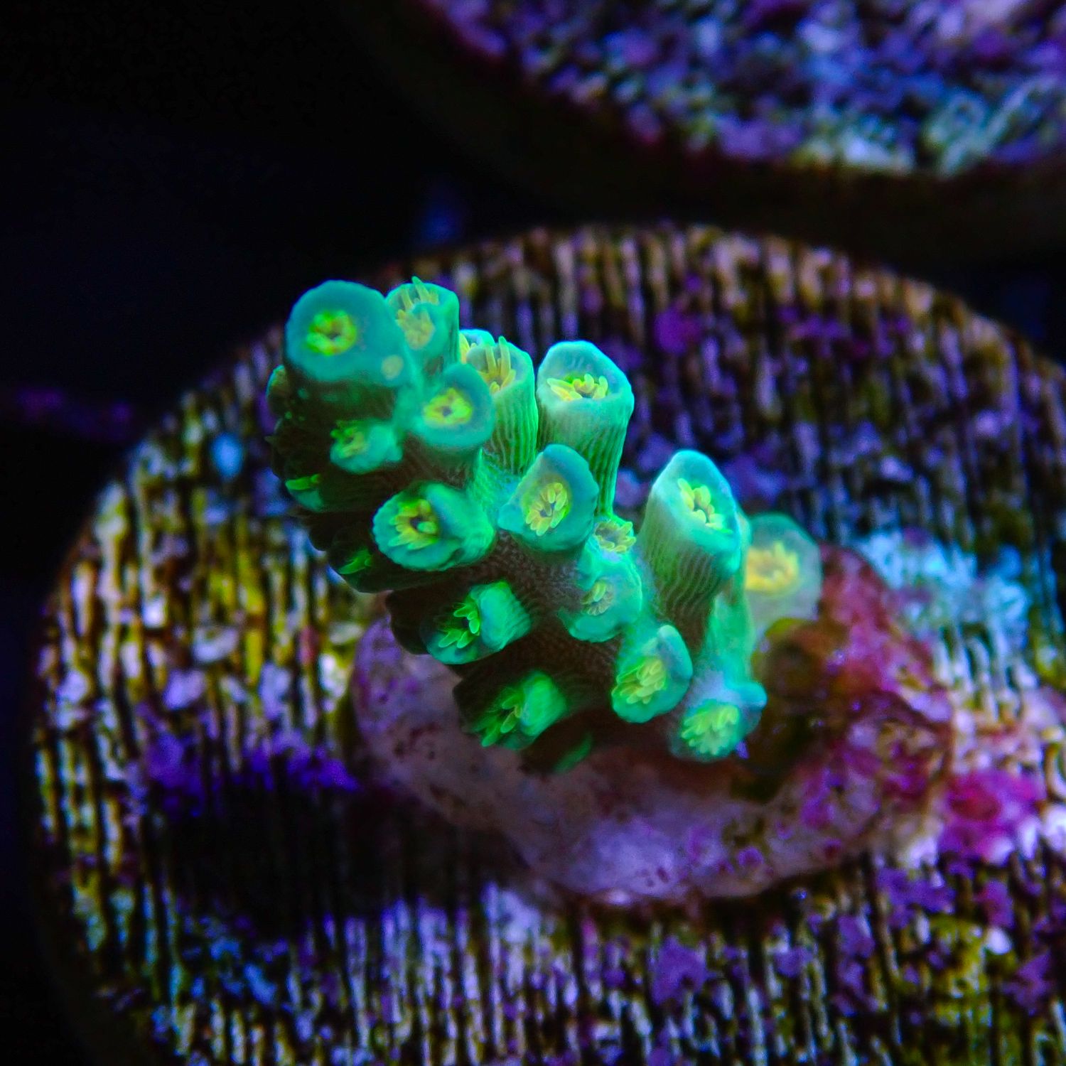RR Orange Passion 1 (Acropora Tenuis)