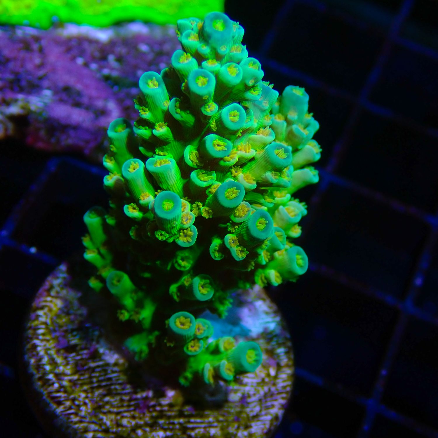 RR Orange Passion 2 (Acropora Tenuis)