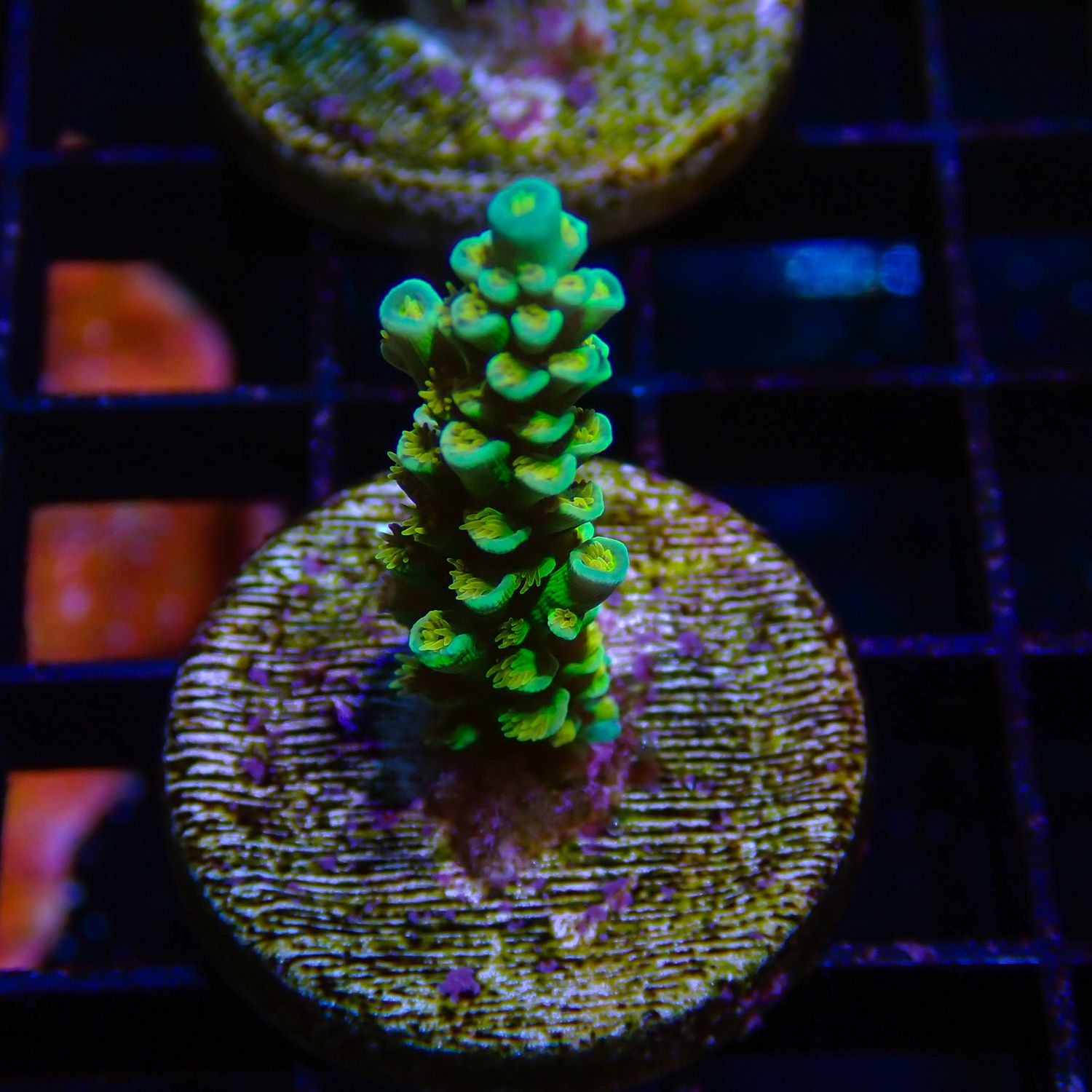 RR Orange Passion - WYSIWYG 3 (Acropora Tenuis)