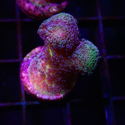 Purple Green Stylo - Frag (Stylophora Sp.)