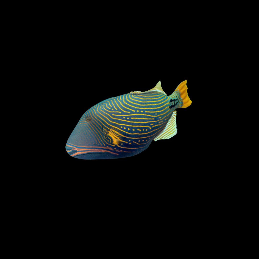 Undulated Triggerfish (Balistapus Undulatus)